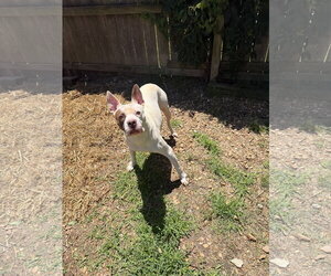 Jitterbug - Male American Staffordshire Terrier-Unknown Mix Dog for Adoption - Photo #3