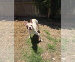 Small #2 American Staffordshire Terrier Mix