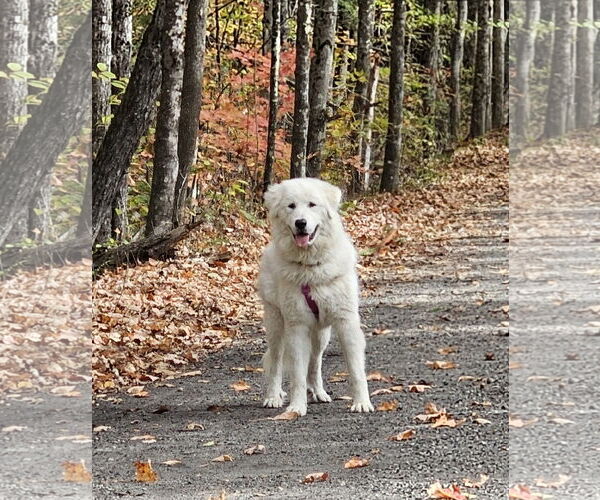 Medium Photo #2 Great Pyrenees Puppy For Sale in Croydon, NH, USA