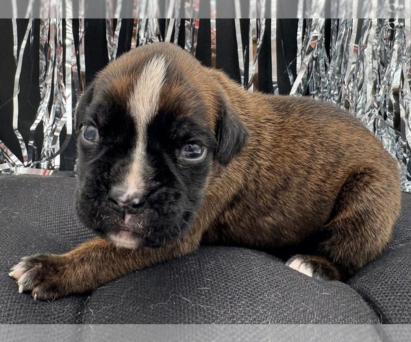 Medium Photo #9 Boxer Puppy For Sale in PAWNEE CITY, NE, USA