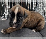 Small #8 Boxer