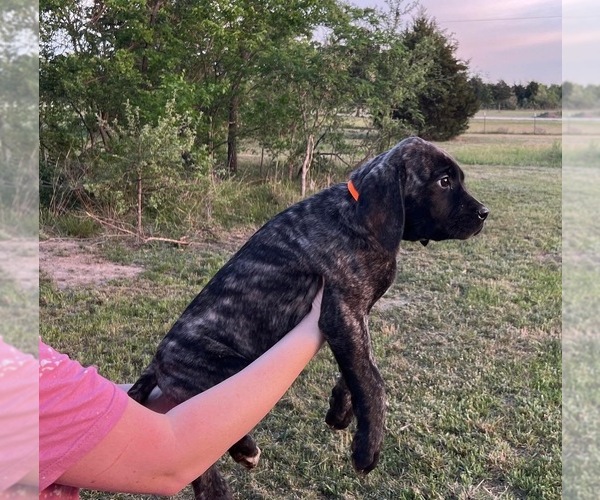 Medium Photo #4 Mastiff Puppy For Sale in AXTELL, TX, USA