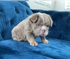 English Bulldog Puppy for sale in NASHVILLE, TN, USA