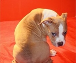 Small #4 American Bully