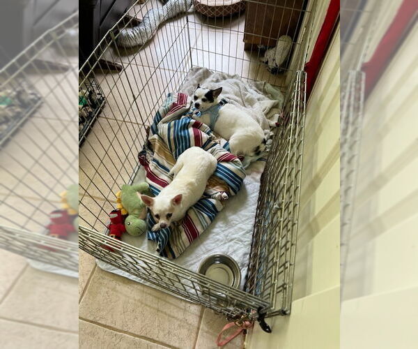 Medium Photo #5 Jack Chi Puppy For Sale in Oakhurst, NJ, USA