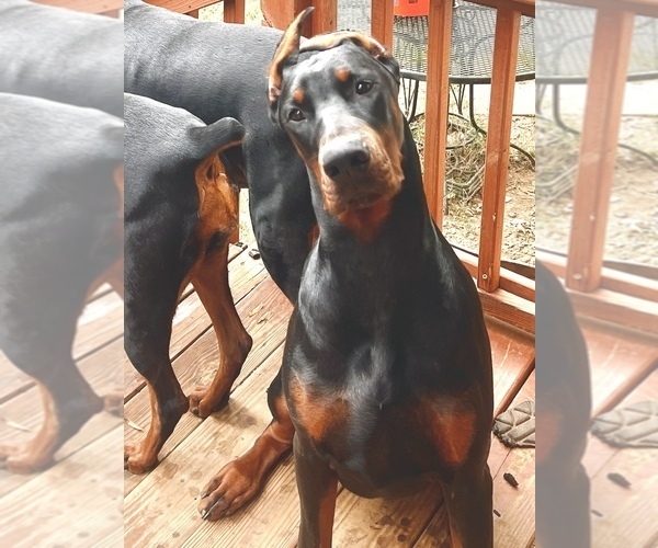Medium Photo #18 Doberman Pinscher Puppy For Sale in SUMMERFIELD, NC, USA