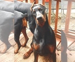 Small #17 Doberman Pinscher