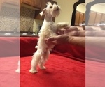 Small Photo #18 Schnauzer (Miniature) Puppy For Sale in COLONIAL HEIGHTS, TN, USA