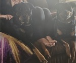 Small Photo #1 Rottweiler Puppy For Sale in WAVERLY, MO, USA