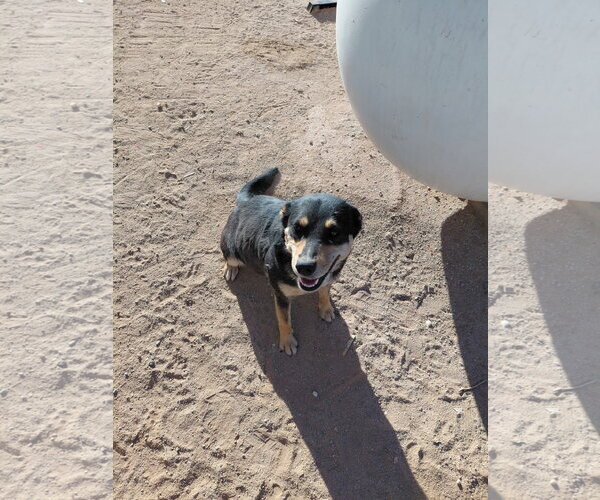 Medium Photo #3 Mutt Puppy For Sale in Chandler, AZ, USA