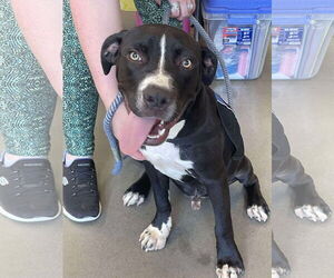 American Pit Bull Terrier-Unknown Mix Dogs for adoption in Rustburg, VA, USA