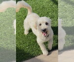 Small #2 Goldendoodle (Miniature)