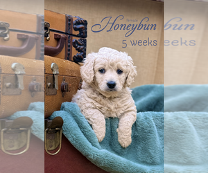 Goldendoodle-Poovanese Mix Puppy for sale in EVANS, GA, USA