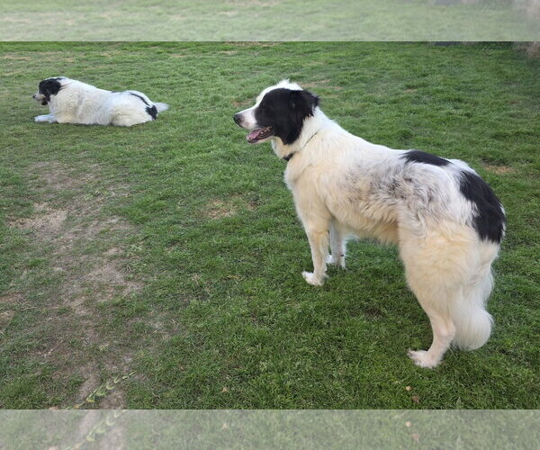 Medium Photo #6 Aussie Pyrenees Puppy For Sale in Houston, TX, USA
