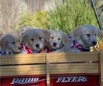 Small Photo #10 Golden Retriever Puppy For Sale in CITRUS HEIGHTS, CA, USA