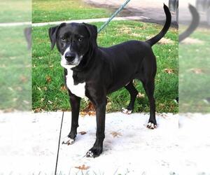 Great Dane-Labrador Retriever Mix Dogs for adoption in Thief River Falls, MN, USA