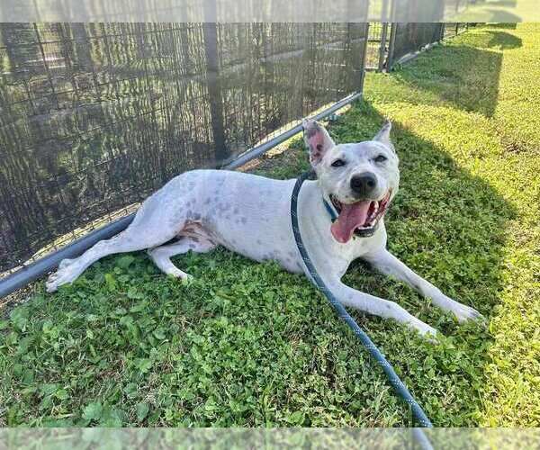 Medium Photo #2 Mutt Puppy For Sale in Abbeville, LA, USA