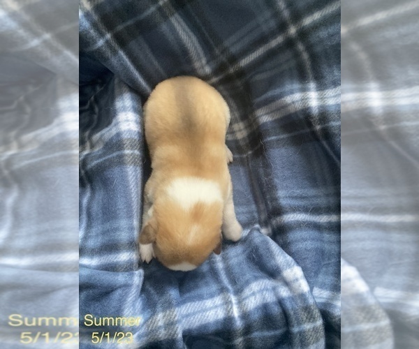Medium Photo #4 Siberian Husky Puppy For Sale in FAIRFIELD, CA, USA