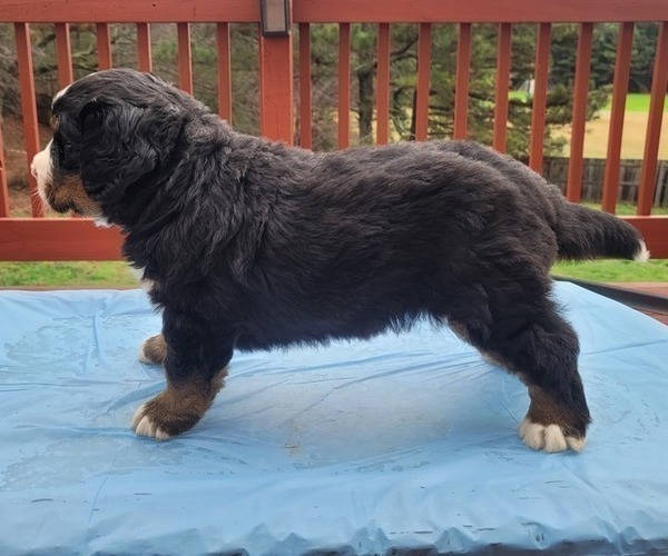 Medium Photo #1 Bernese Mountain Dog Puppy For Sale in ALPHARETTA, GA, USA
