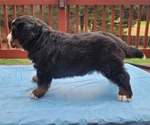 Small Photo #1 Bernese Mountain Dog Puppy For Sale in ALPHARETTA, GA, USA