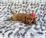 Small #1 Cavapoo (Miniature)