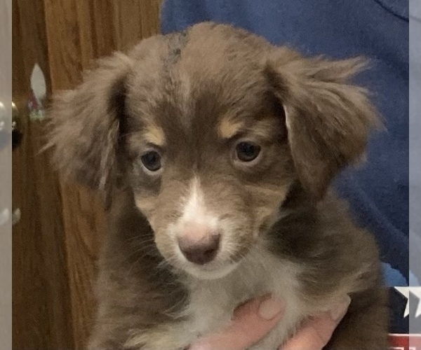 Medium Photo #2 Miniature Australian Shepherd Puppy For Sale in FORT MORGAN, CO, USA