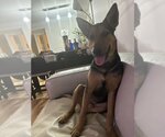Small #1 Mutt