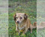 Small #2 Chihuahua Mix