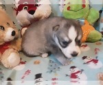Small Photo #2 Siberian Husky Puppy For Sale in SPARTA, MO, USA