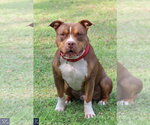 Small #5 American Pit Bull Terrier-American Staffordshire Terrier Mix