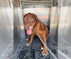 Labrador Retriever-Unknown Mix Dogs for adoption in Rowlett, TX, USA