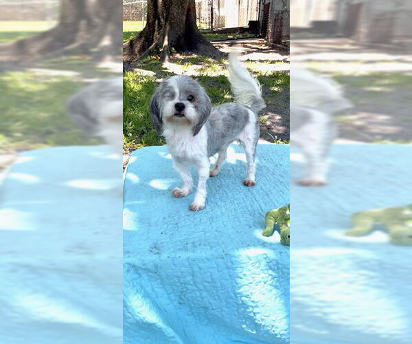 Medium Photo #5 Shih Tzu Puppy For Sale in Weston, FL, USA