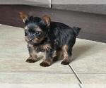 Small Photo #5 Yorkshire Terrier Puppy For Sale in HALLANDALE BEACH, FL, USA