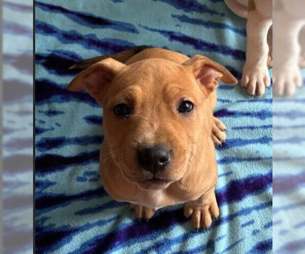 Medium Photo #1 Mutt Puppy For Sale in Evansville, IN, USA