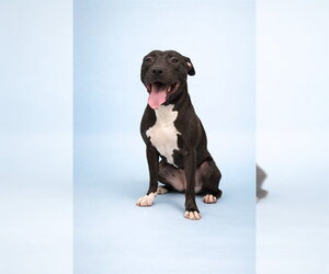 Mutt Dogs for adoption in Westminster, MD, USA