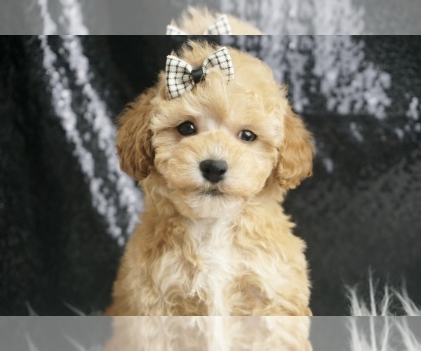 Medium Photo #50 Maltipoo Puppy For Sale in WARSAW, IN, USA