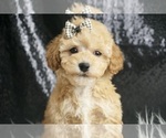 Small Photo #50 Maltipoo Puppy For Sale in WARSAW, IN, USA