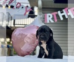 Puppy Lilly Great Dane