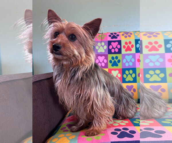 Medium Photo #3 Mutt Puppy For Sale in Pacolet, SC, USA