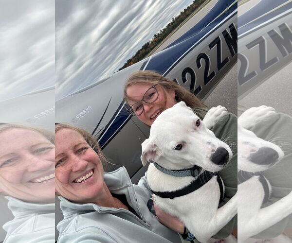 Medium Photo #6 Labrador Retriever-Unknown Mix Puppy For Sale in New London, WI, USA