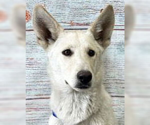 Medium Photo #1 - Mix Puppy For Sale in Phoenix, AZ, USA