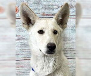 - Mix Dogs for adoption in Phoenix, AZ, USA