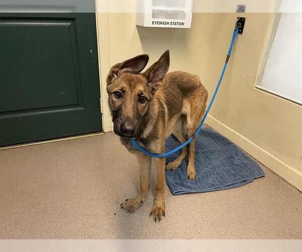 Medium Photo #1 German Shepherd Dog-Unknown Mix Puppy For Sale in Pasadena, CA, USA