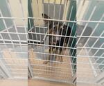 Small German Shepherd Dog