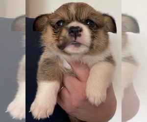 Pembroke Welsh Corgi Puppy for sale in HONEOYE FALLS, NY, USA