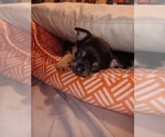 Small Photo #2 Chihuahua Puppy For Sale in PHILADELPHIA, PA, USA