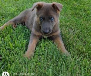 German Shepherd Dog Puppy for sale in LITCHFIELD, MI, USA