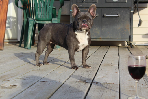 Medium Photo #1 French Bulldog Puppy For Sale in DURANT, OK, USA