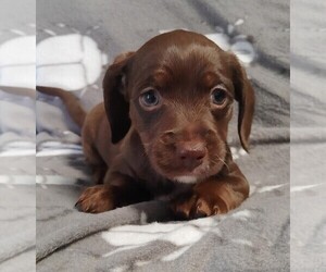 Dachshund-Poodle (Toy) Mix Puppy for sale in CLARE, IL, USA