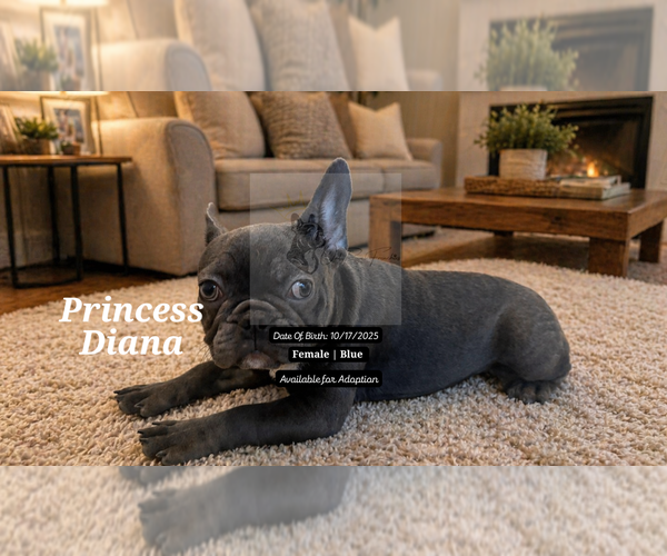 Medium Photo #4 French Bulldog Puppy For Sale in FAYETTEVILLE, GA, USA